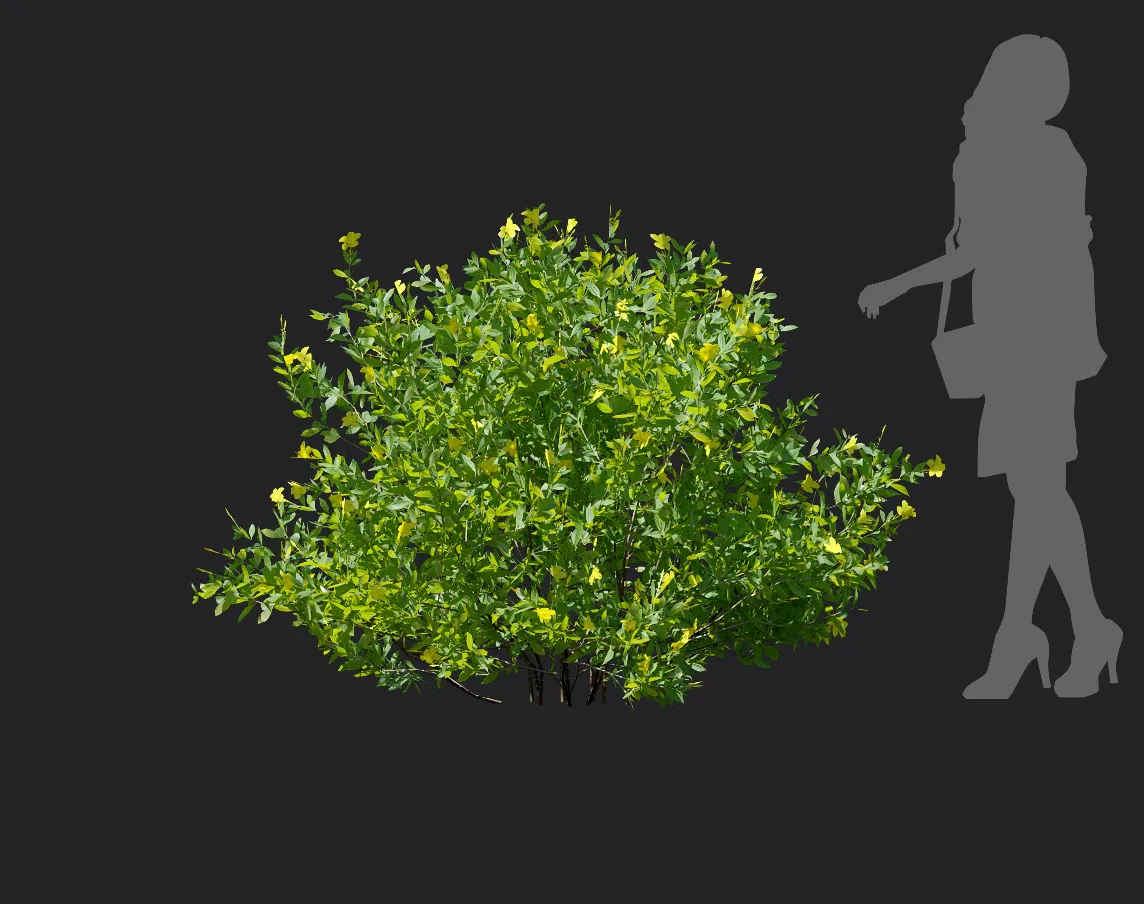 allamanda cathartica 001 — Descargar