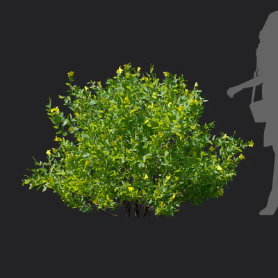 allamanda cathartica 001 — Descargar