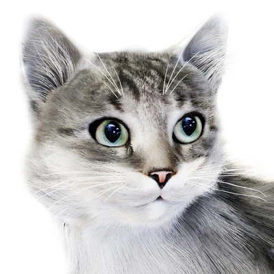 Relaxing cat 1 — View 6