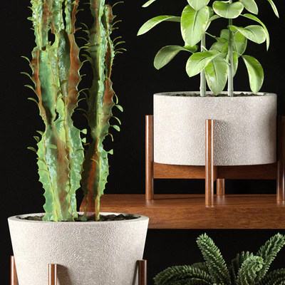 PLANTS 98 — Вид 3