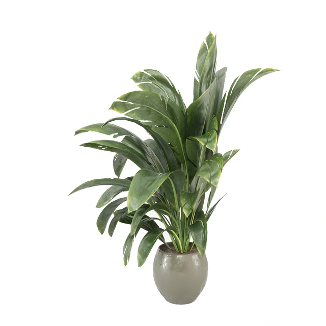 indoor Plants Collection - Set 586 — Descargar