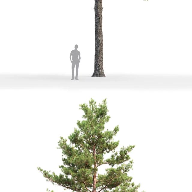 Pine — Скачать