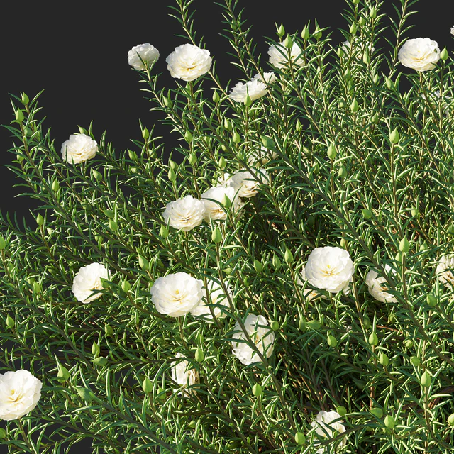 Portulaca grandiflora 02 — Скачать