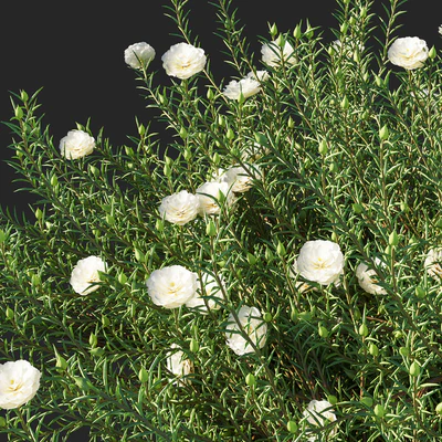 Portulaca grandiflora 02 — Вид 3