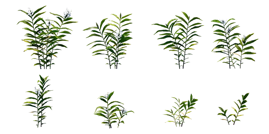 ginger lily 001 — Скачать