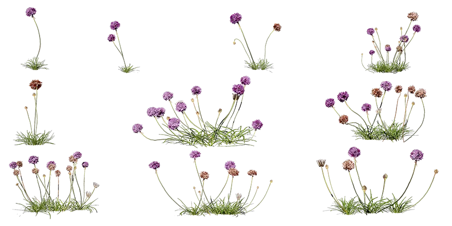 sea thrift 001 — Descargar