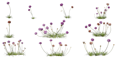sea thrift 001 — Descargar