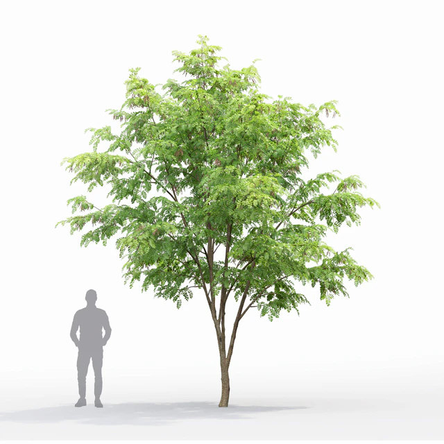 Robinia — Descargar