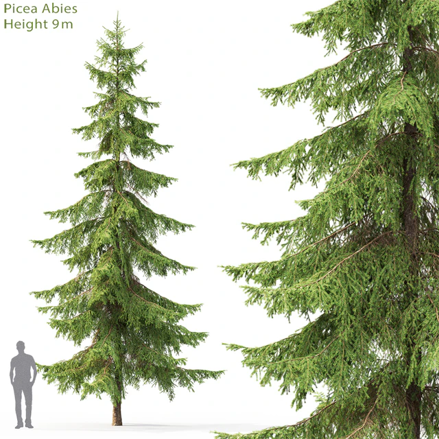 Spruce — Скачать