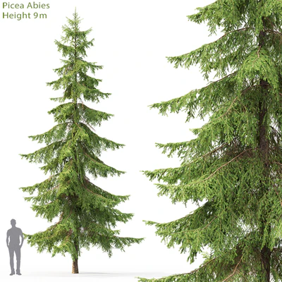 Spruce — Вид 1