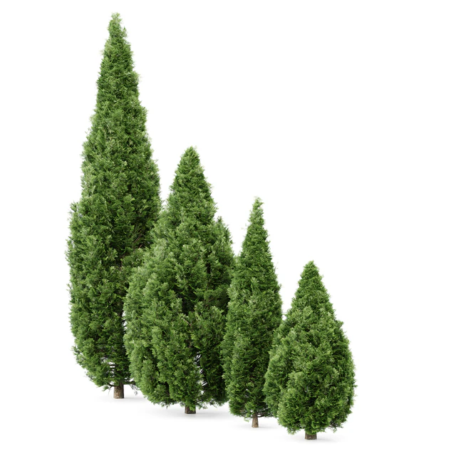 4 Rocky Mountain Juniper tree - Juniperus scopulorum — Descargar