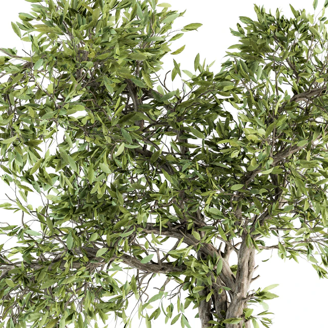 indoor Plant Set 207 - Big Bonsai in pot — Download