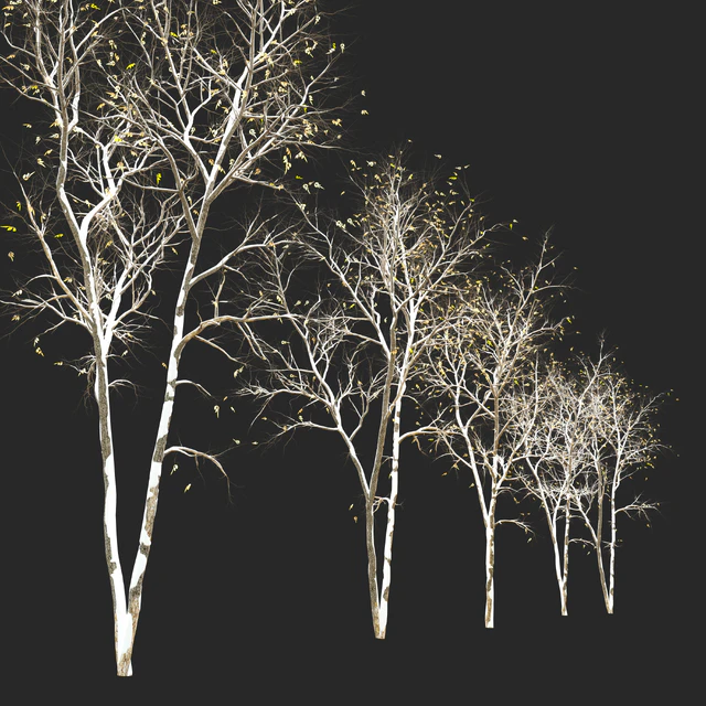 Fraxinus pennsylvanica (Ash tree) — Descargar
