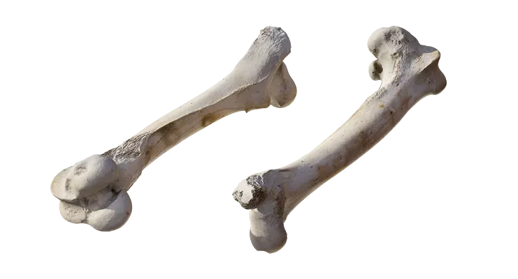 animal leg bone 002 — Download