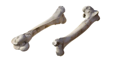 animal leg bone 002 — Download