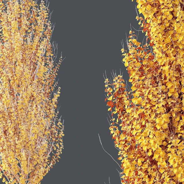 Maple Sapindaceae and Acer Saccharinum Fall trees — Скачать