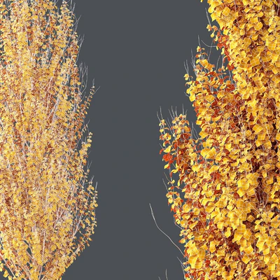 Maple Sapindaceae and Acer Saccharinum Fall trees — Вид 5