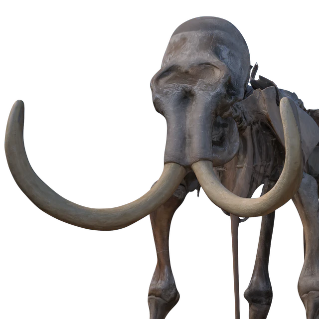 Mammoth skeleton — Descargar