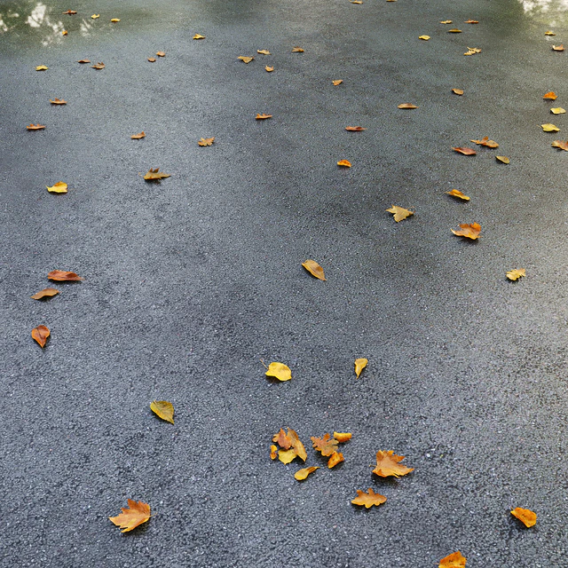 Wet asphalt with leaves. Autumn. Editable — Descargar