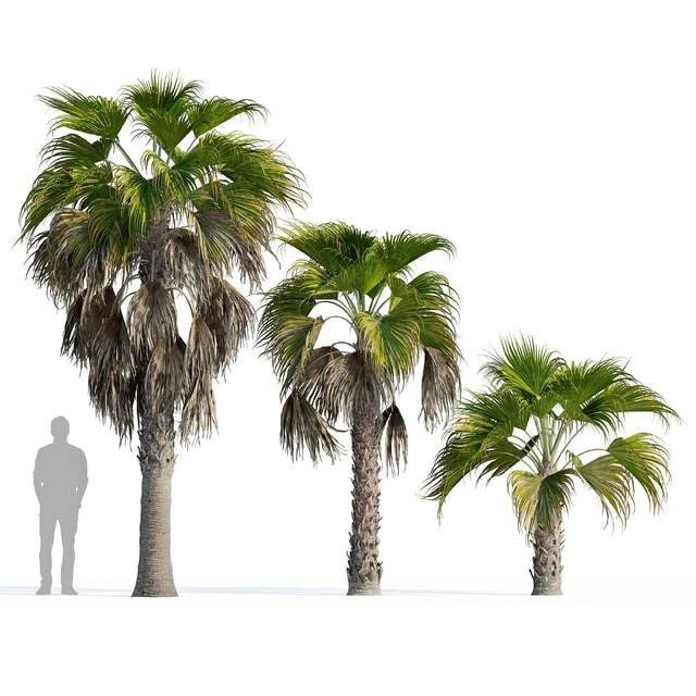 Washingtonia robusta palm (Washingtonia robusta palm) — Descargar