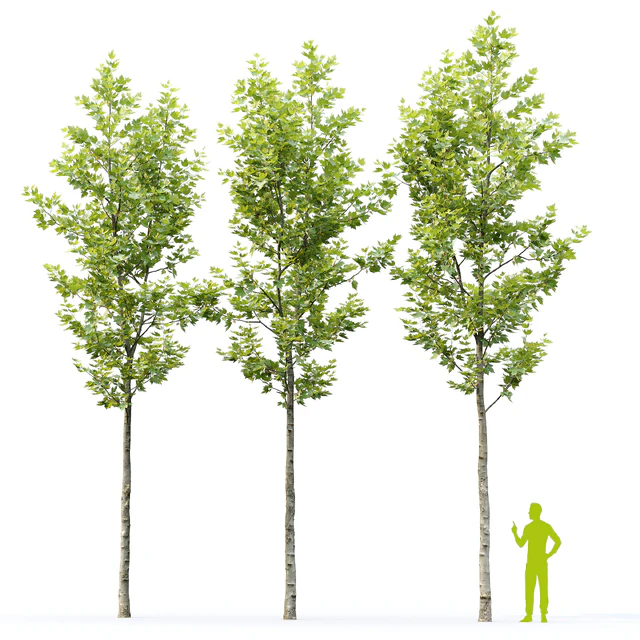 Sycamore / Platanus #22 — Descargar