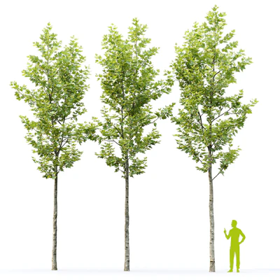 Sycamore / Platanus #22 — Ver 4