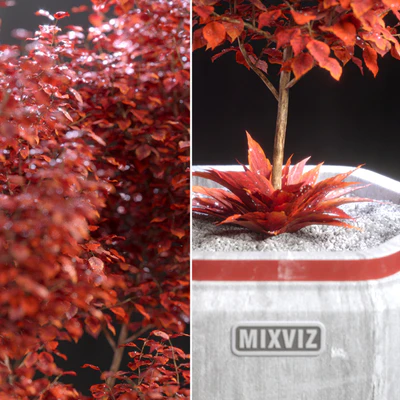 Plants 01 — Ver 3