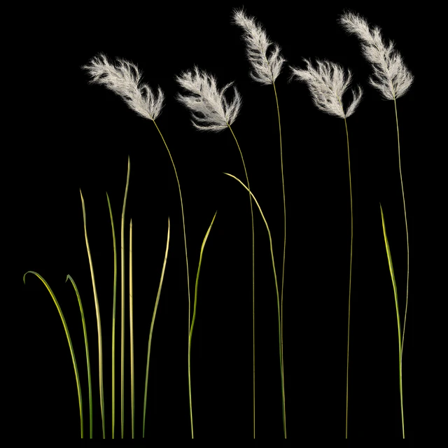 pampas grass 3 — Descargar