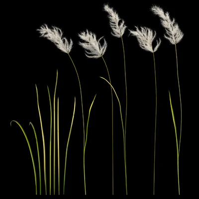 pampas grass 3 — Ver 3
