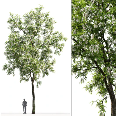 Robinia — Ver 2