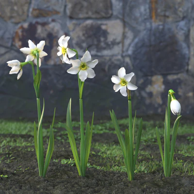 garden flowers 020 — Descargar