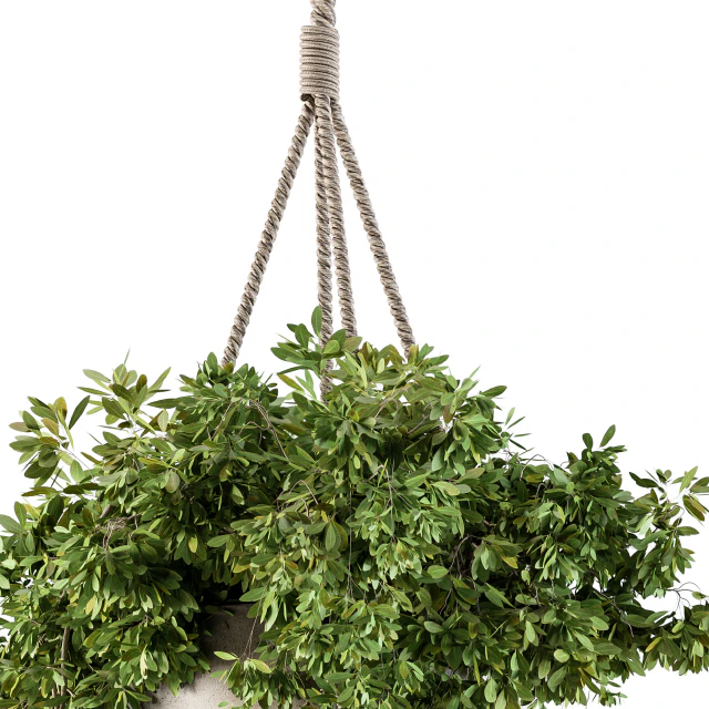 Hanging box plant - Set 82 — Descargar