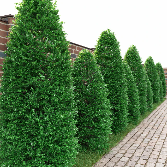 Buxus — Скачать