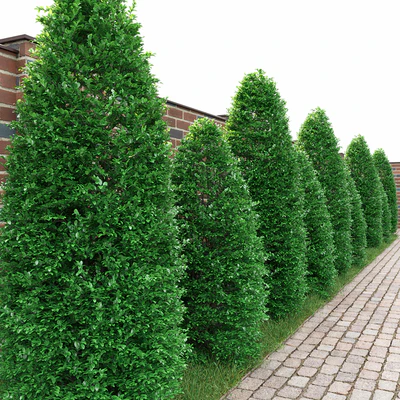 Buxus — Вид 3
