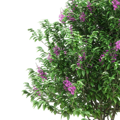 Lagerstroemia speciosa tree — Вид 3