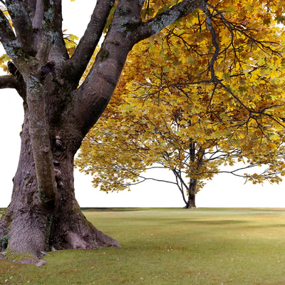 Acer macrophyllum (autumn) — Ver 3