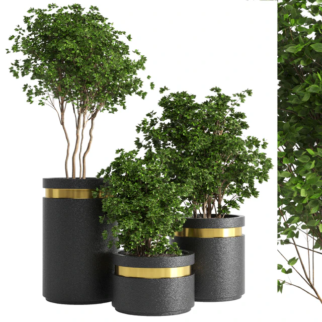 indoor plant 05 — Descargar