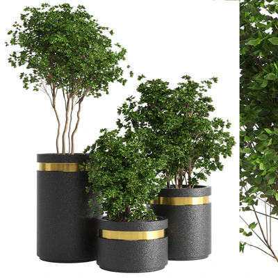 indoor plant 05 — Ver 1