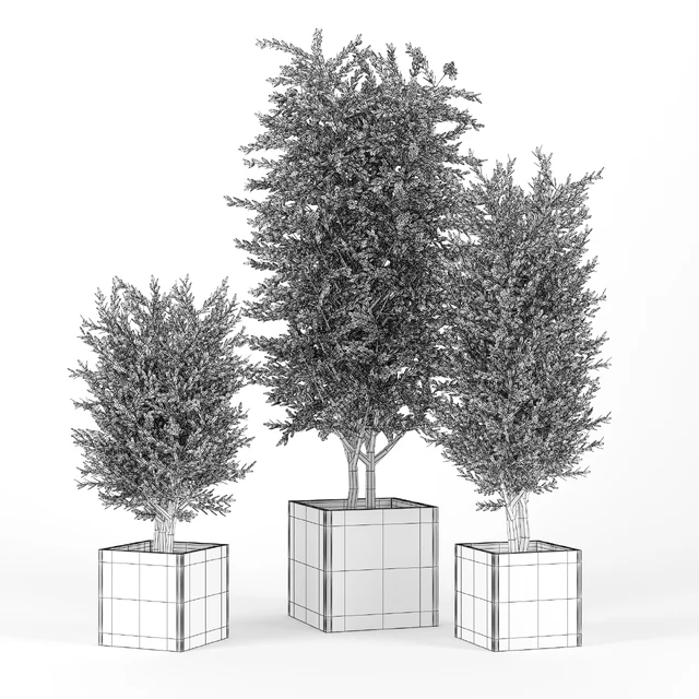 Eucalyptus — Download