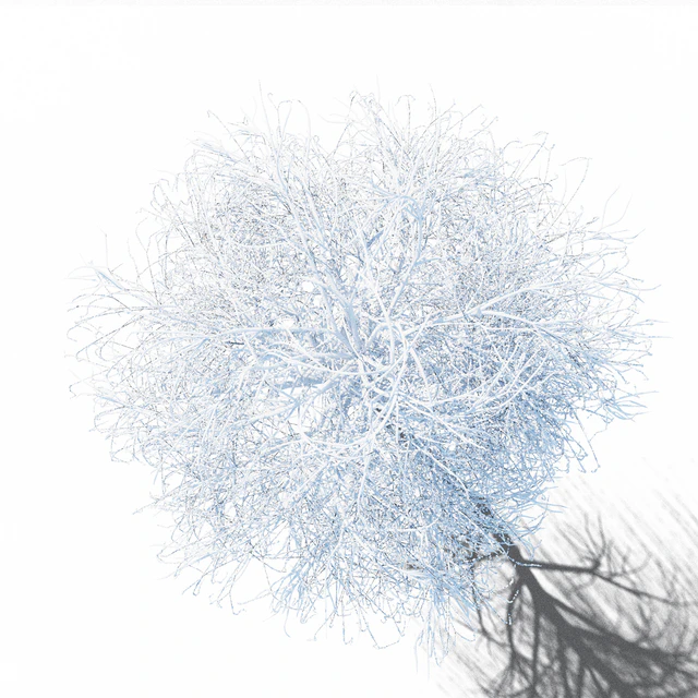 Winter birch — Descargar