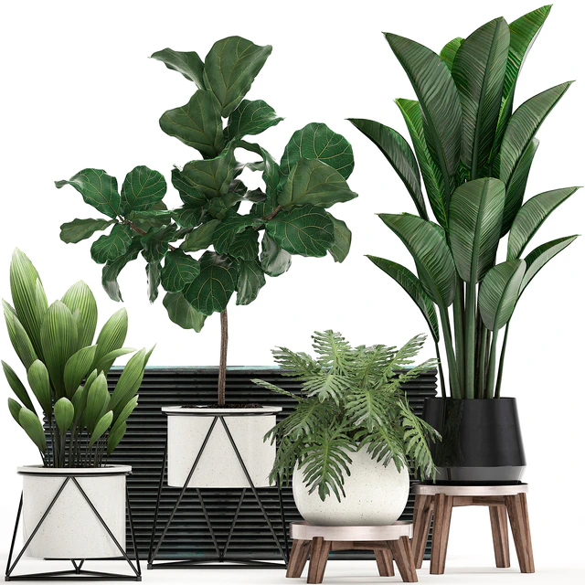 A collection of plants in modern white pots on legs with a small tree Ficus lirata, Philodendron, banana. Set 460.s — Download