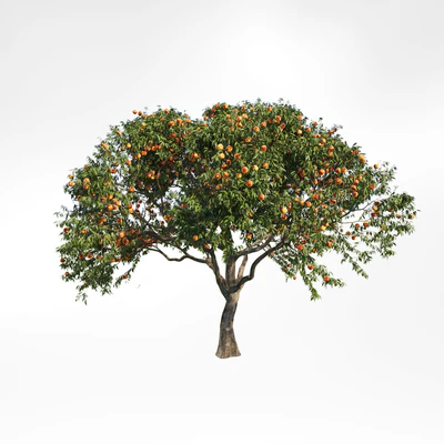 peach tree 2 — Ver 1