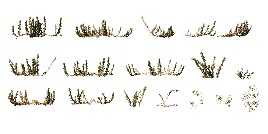 sea spinach 004 — Скачать