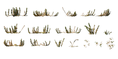 sea spinach 004 — Скачать