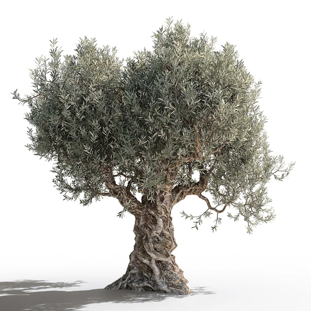 Olive tree 2 — Descargar