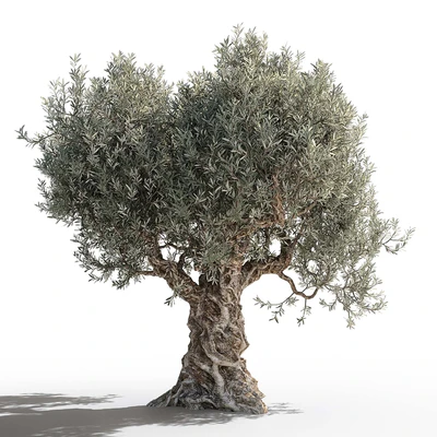 Olive tree 2 — Ver 3