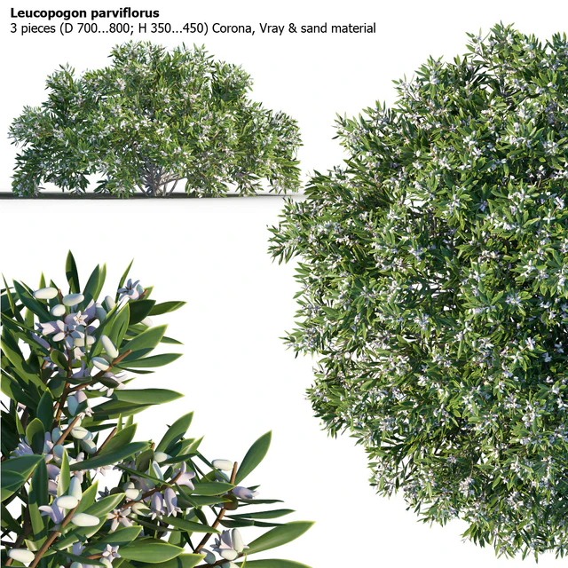 Leucopogon parviflorus, shrub — Descargar