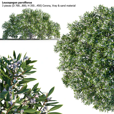 Leucopogon parviflorus, shrub — Ver 1