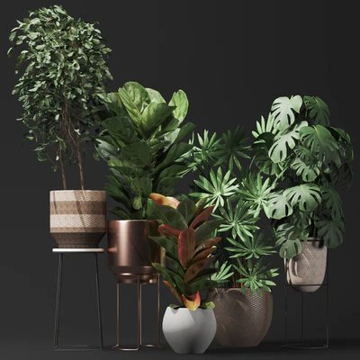 Plant collection02 — Ver 3