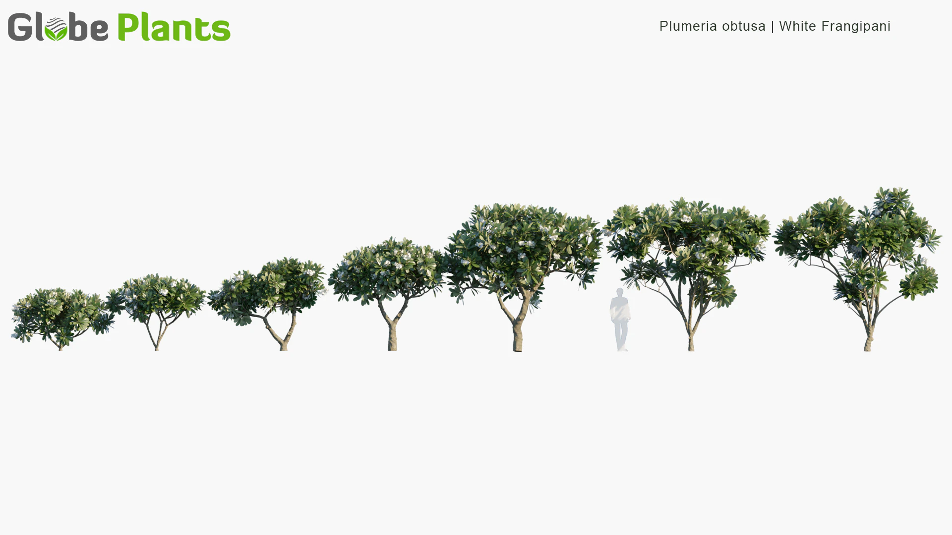 plumeria obtusa — Скачать